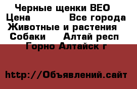 Черные щенки ВЕО › Цена ­ 5 000 - Все города Животные и растения » Собаки   . Алтай респ.,Горно-Алтайск г.